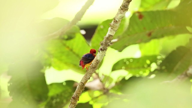 Rufous-backed Dwarf-Kingfisher - ML479456