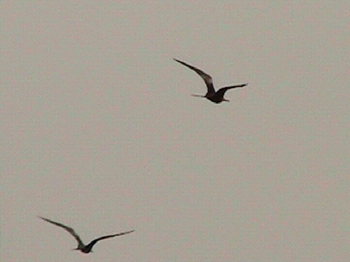 Magnificent Frigatebird - ML479456841