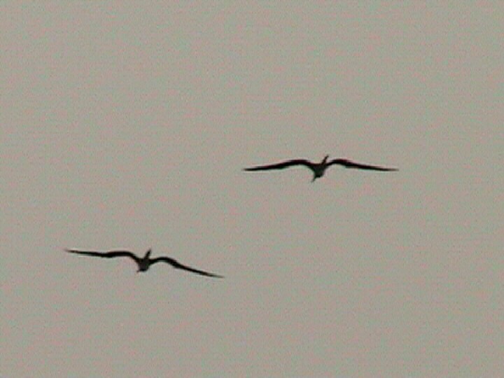 Magnificent Frigatebird - ML479456851