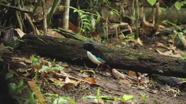 オオヤイロチョウ - ML479457101