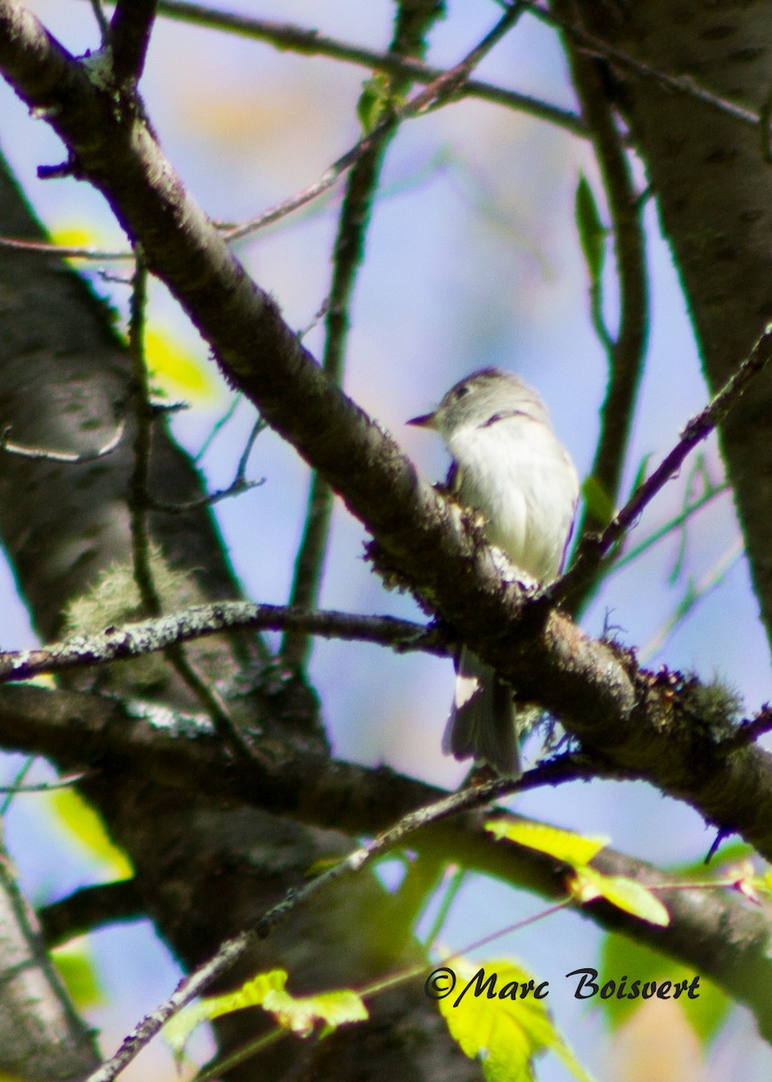 Least Flycatcher - ML47945811