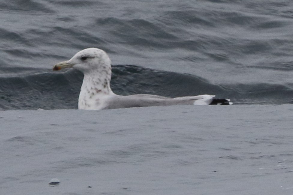 California Gull - Kenny Benge