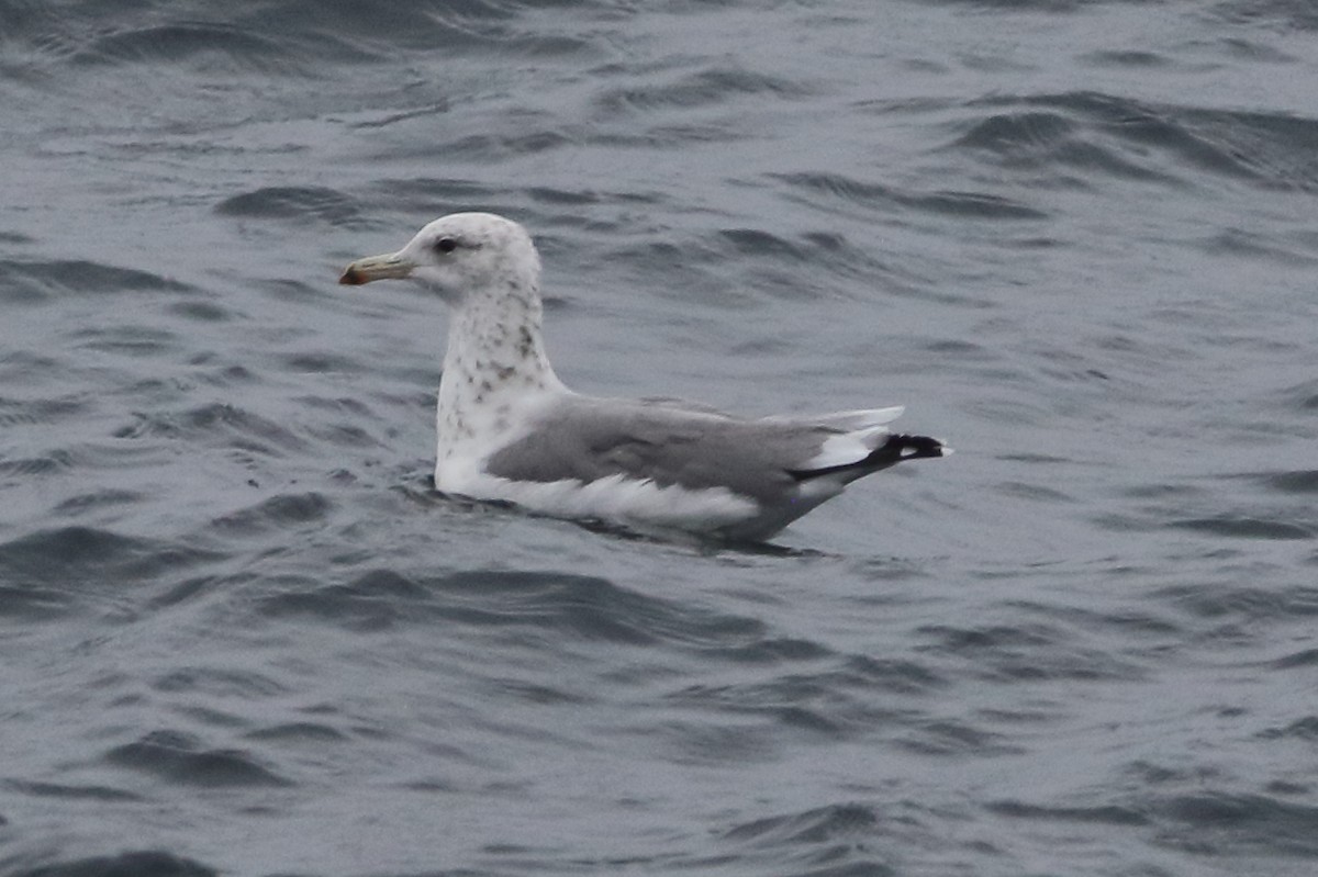 California Gull - ML479458621