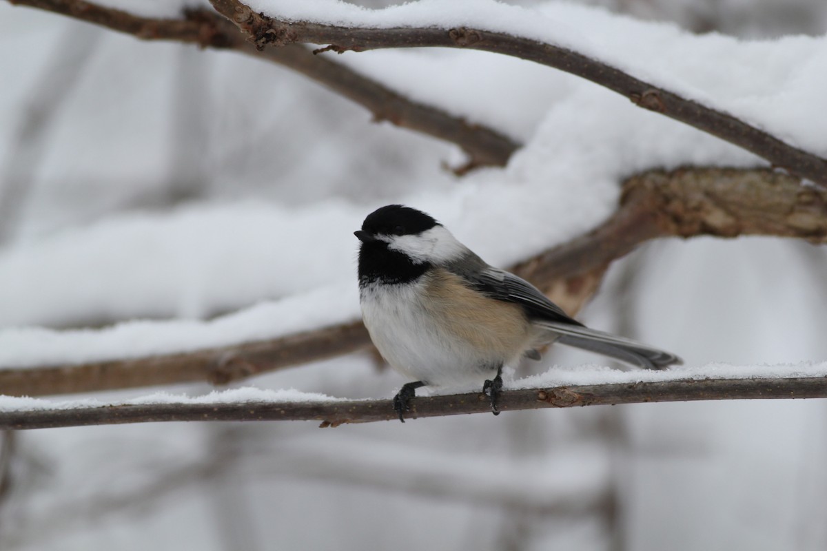 Black-capped Chickadee - ML479458661