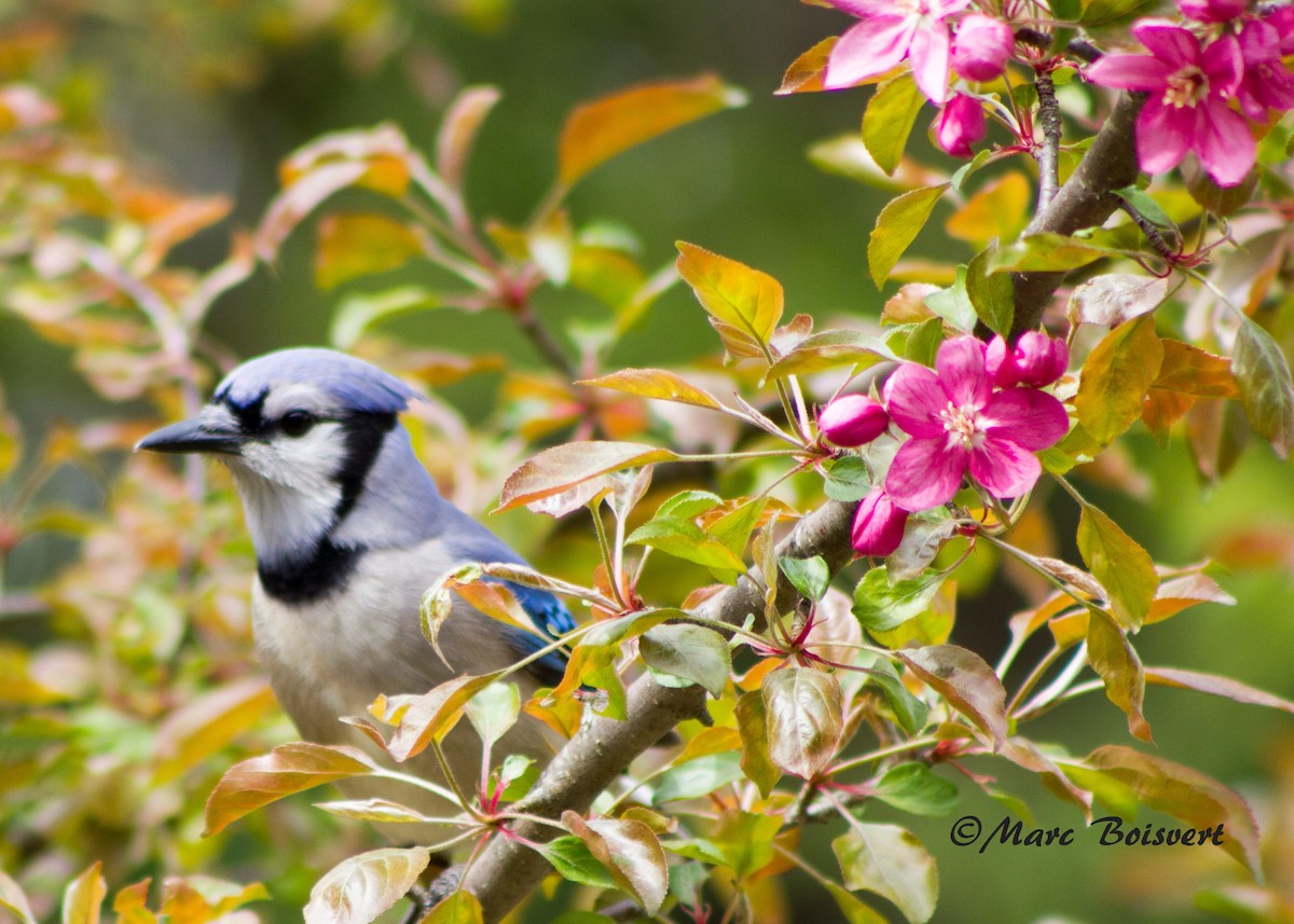 Blue Jay - ML47945871