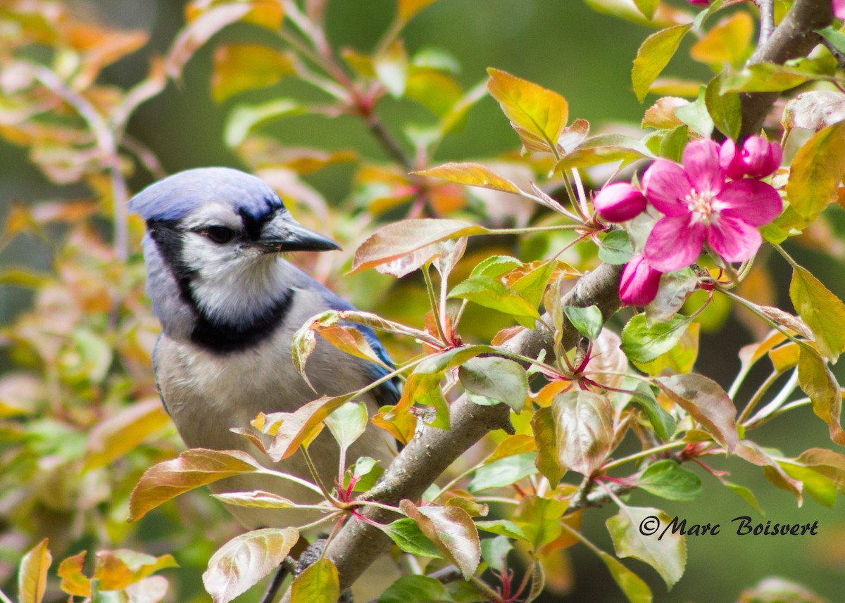 Blue Jay - ML47945881