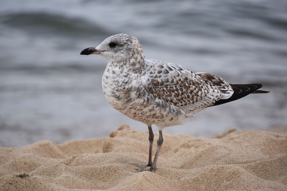 Ring-billed Gull - ML479459091