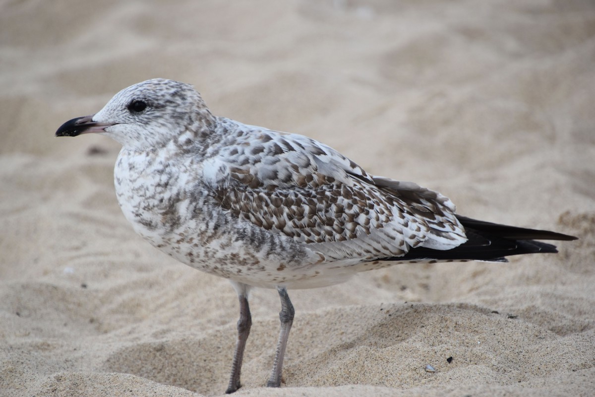 Ring-billed Gull - Scott Jackson