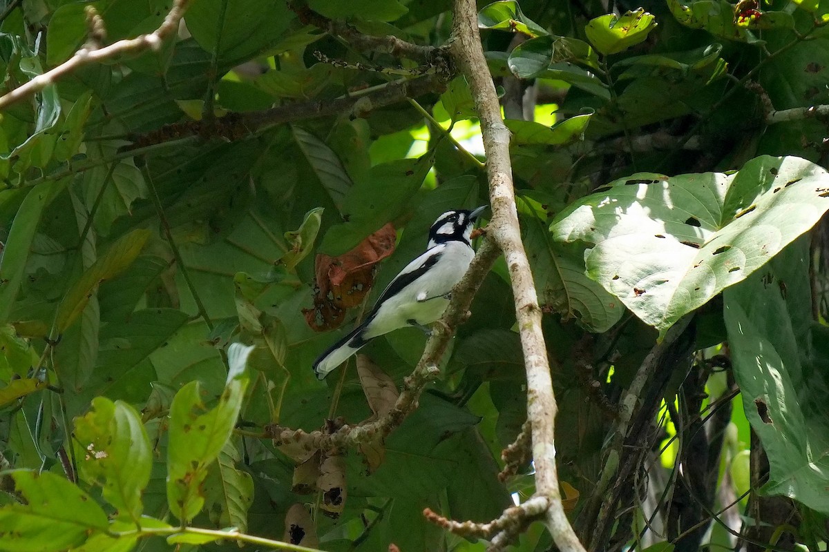 White-naped Monarch - ML479459201