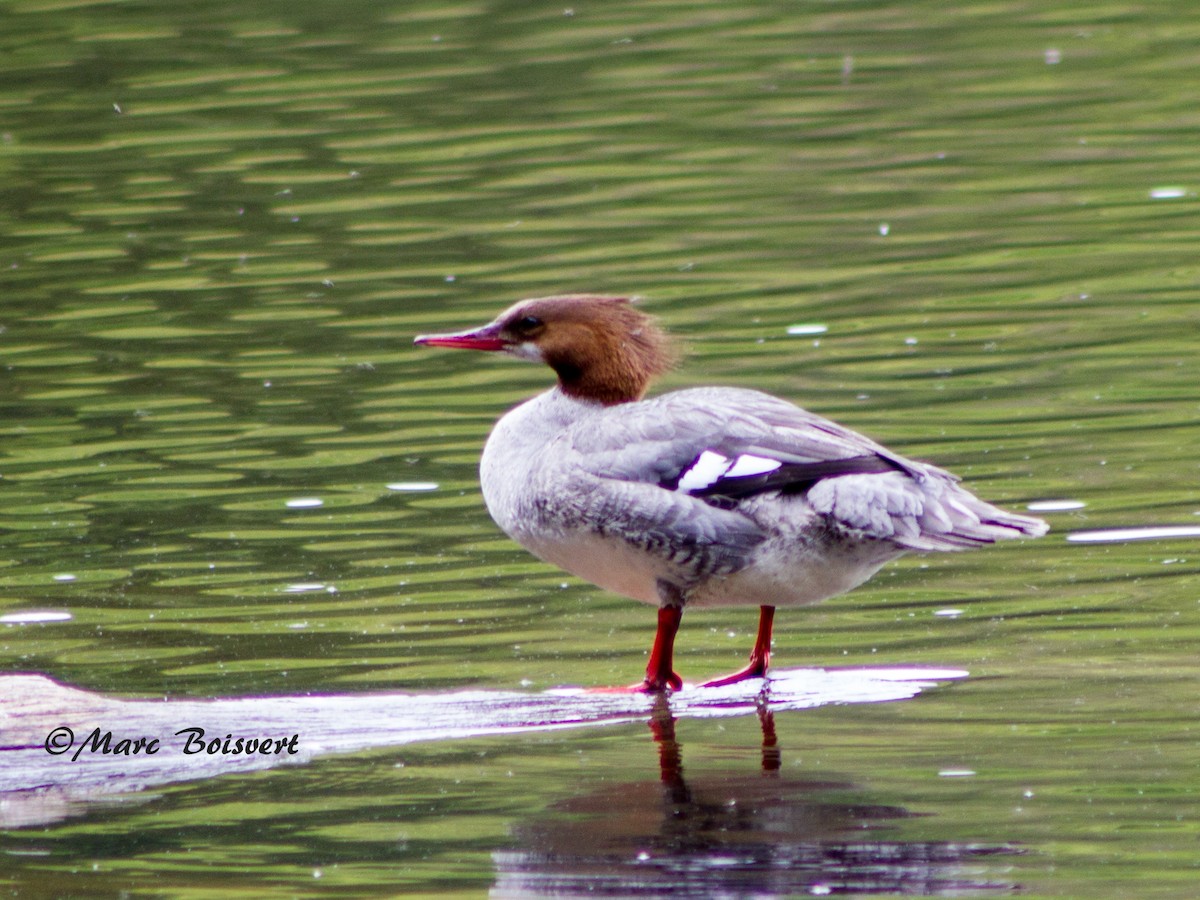 Common Merganser - ML47945931