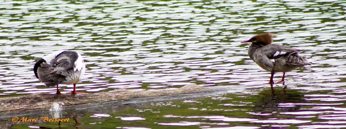 Common Merganser - ML47945941