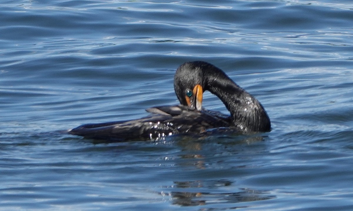 Cormoran à aigrettes - ML479459771