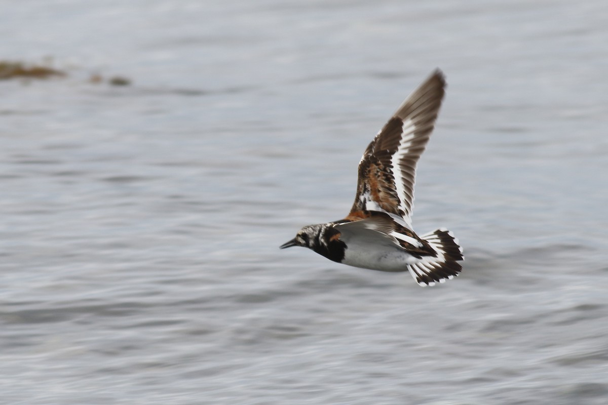 Ruddy Turnstone - ML479461591