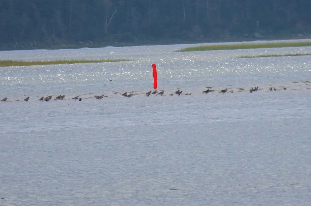 Marbled Godwit - ML479461721