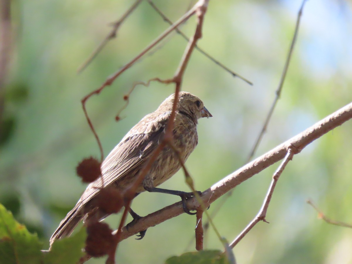 House Finch - ML479462261