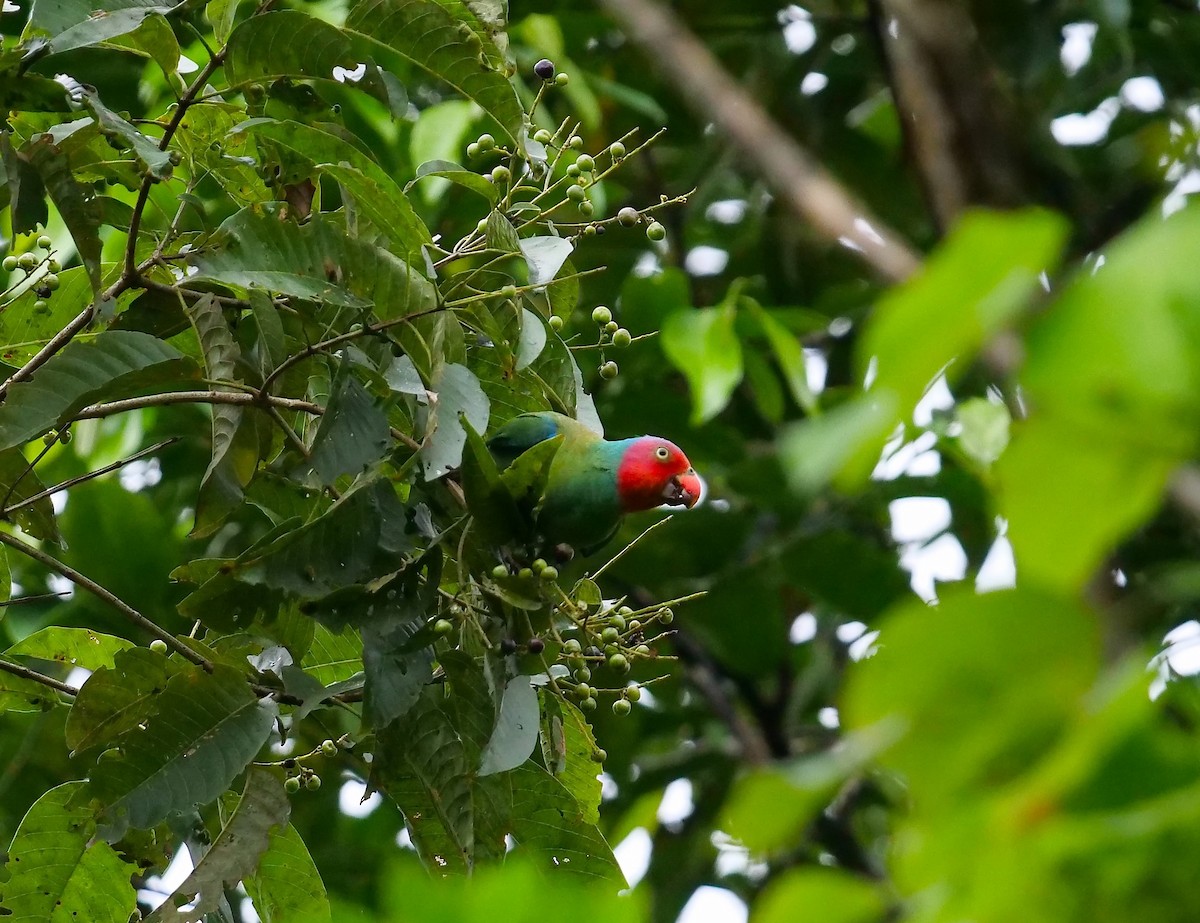 Red-cheeked Parrot - ML479462401