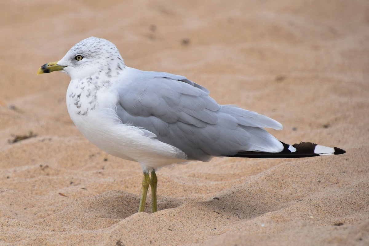 Ring-billed Gull - ML479462561