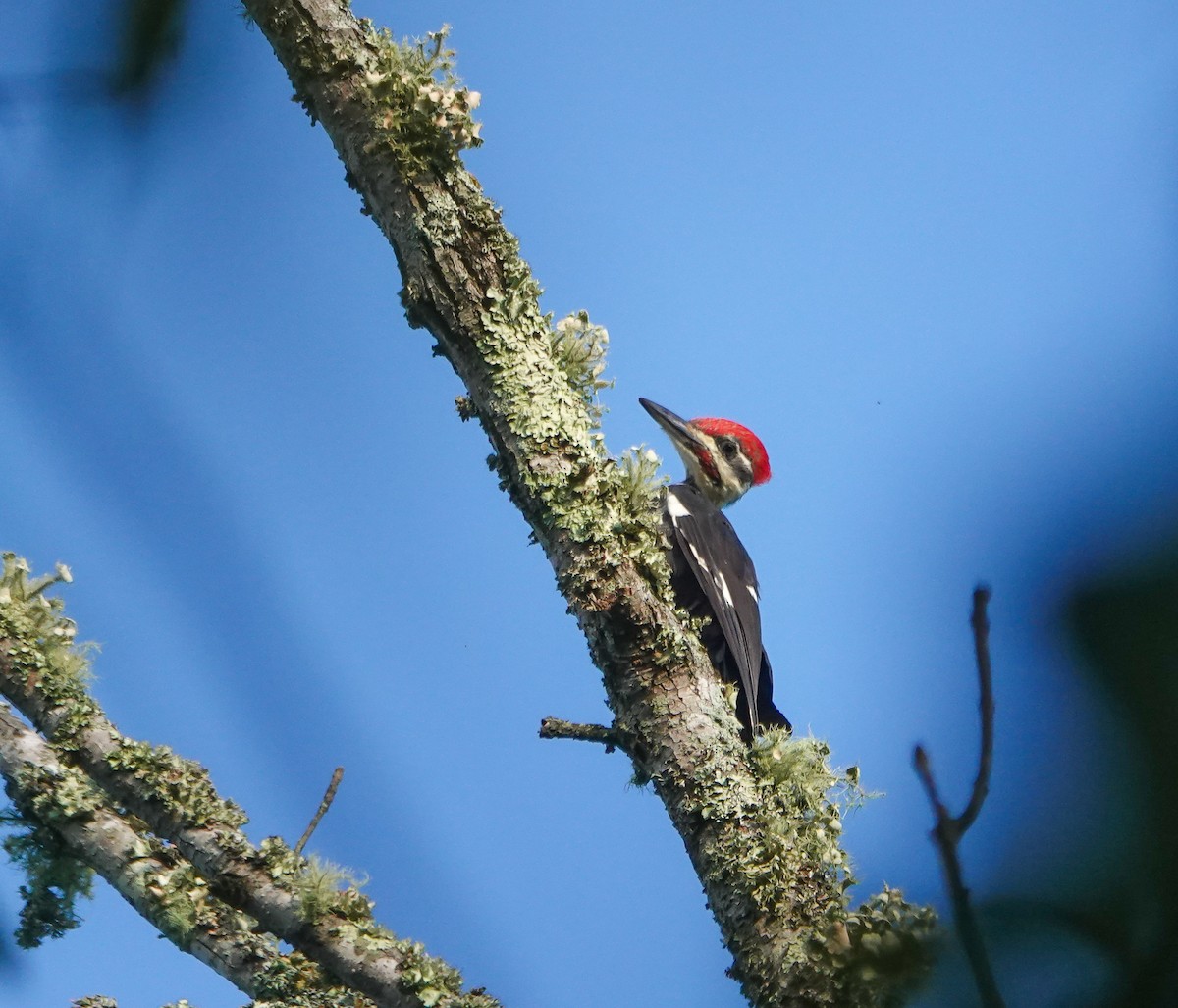 Pileated Woodpecker - ML479462791