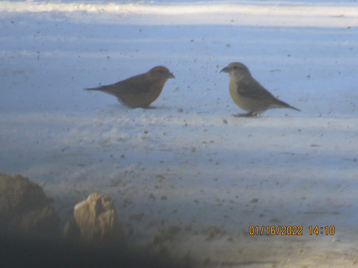 Гацуурын солбин хошуут - ML479463461