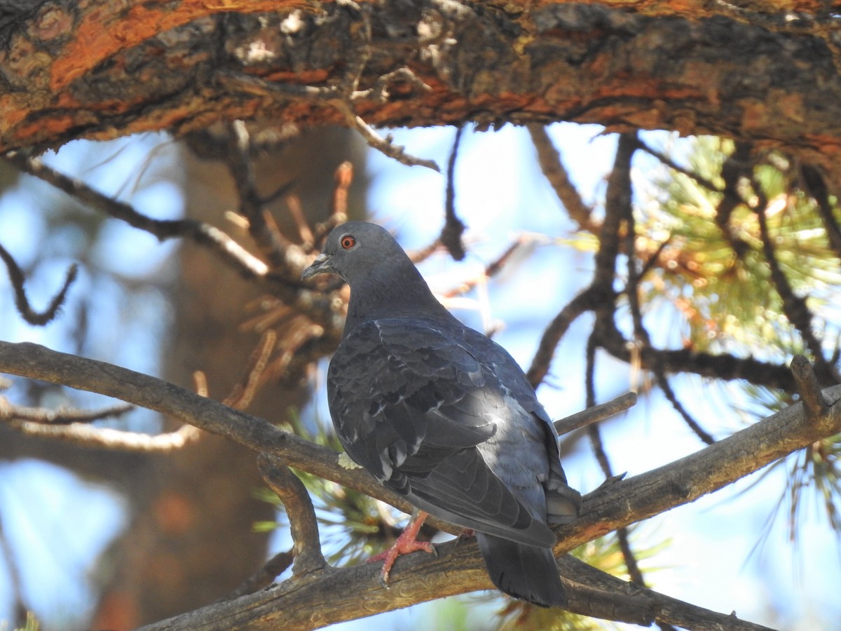 Rock Pigeon (Feral Pigeon) - ML479463751