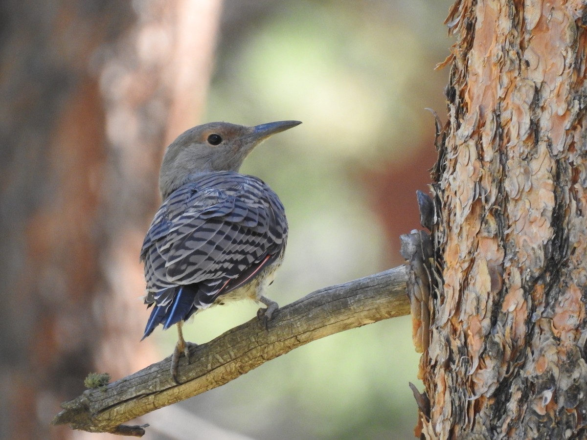 Northern Flicker (Red-shafted) - ML479463771