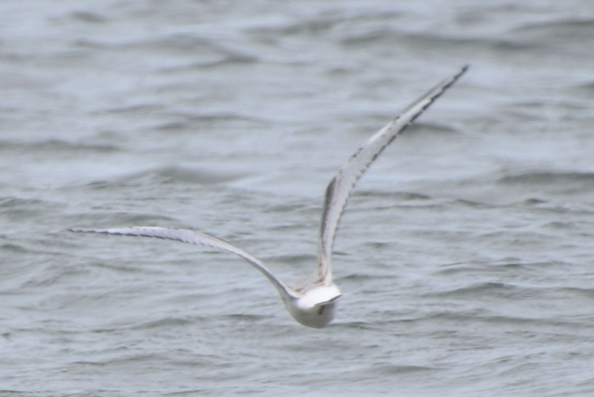 Bonaparte's Gull - ML479465081