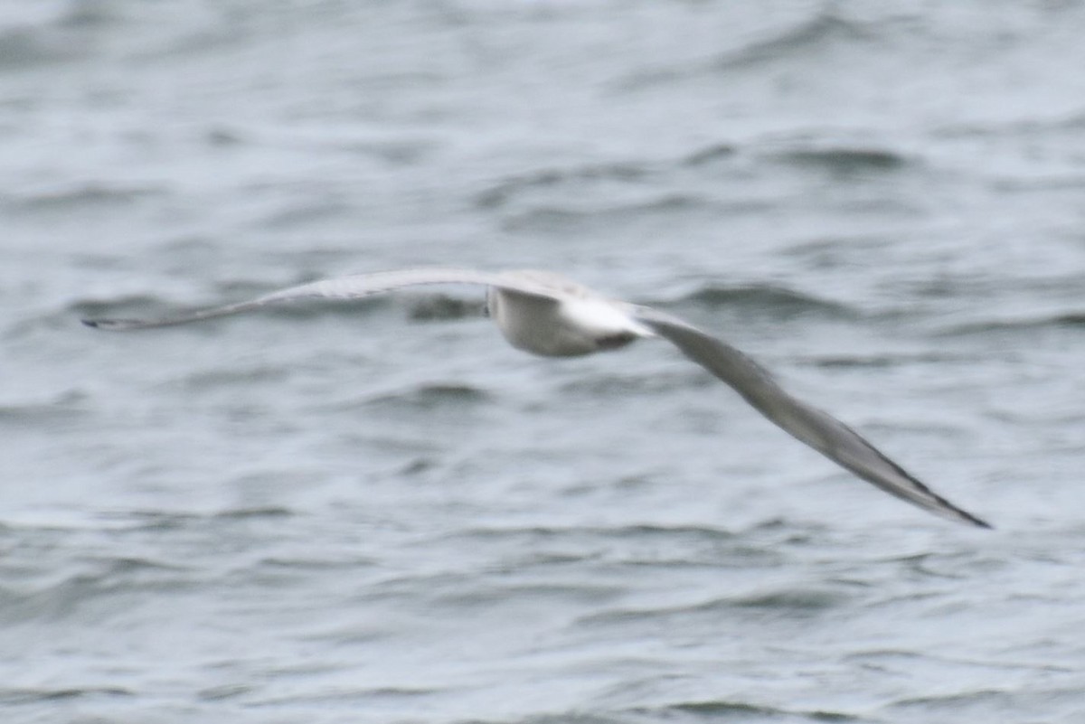 Bonaparte's Gull - Scott Jackson