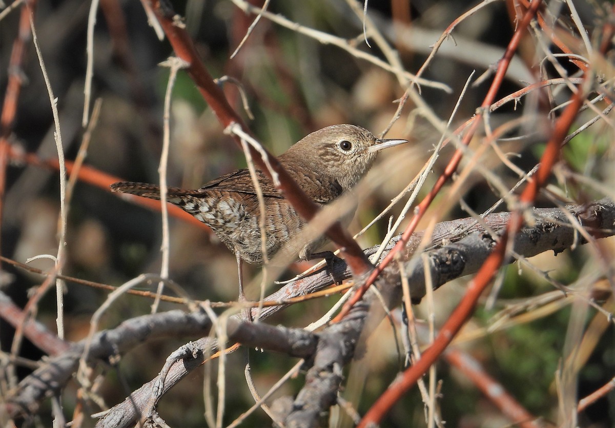 House Wren - ML479467301