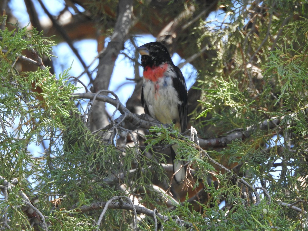 Rose-breasted Grosbeak - Katherine  Edison