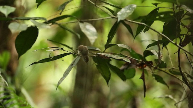 Scaly-crowned Babbler - ML479470