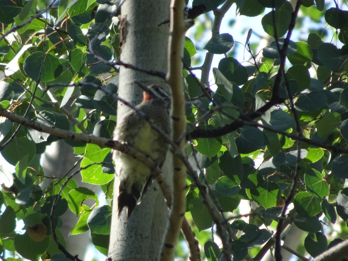 Red-naped Sapsucker - Merganser Man