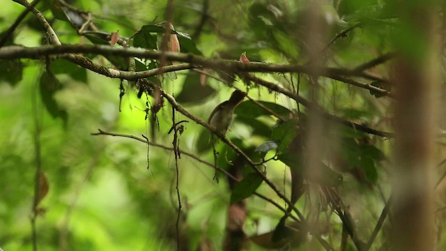 Scaly-crowned Babbler - ML479471