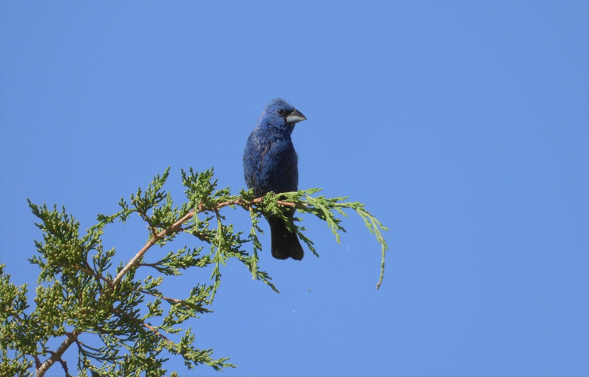 Guiraca bleu - ML479471921