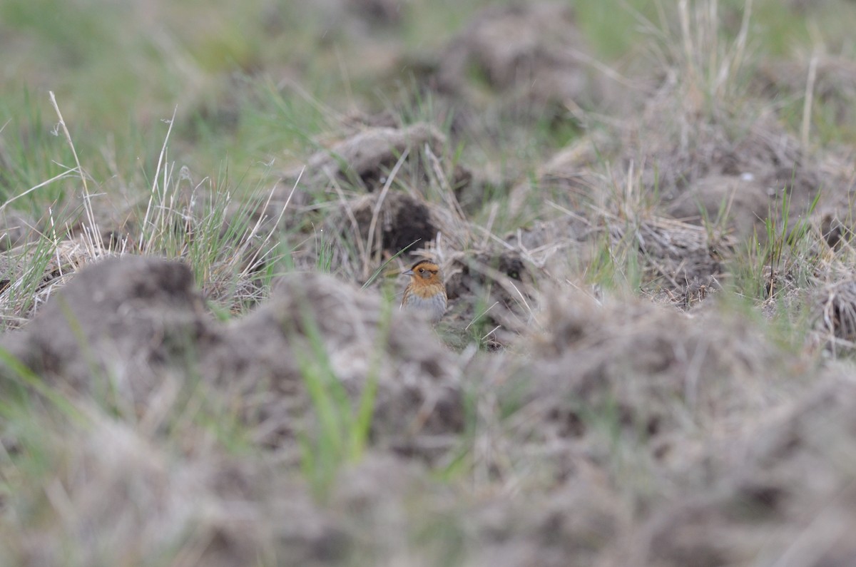 Nelson's Sparrow - Scott Olshanoski