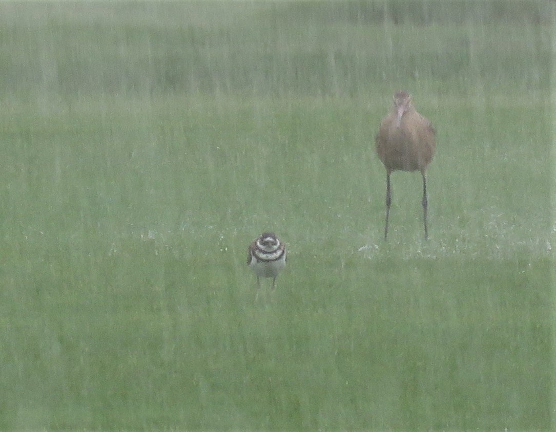 Killdeer - Dennis Cooke