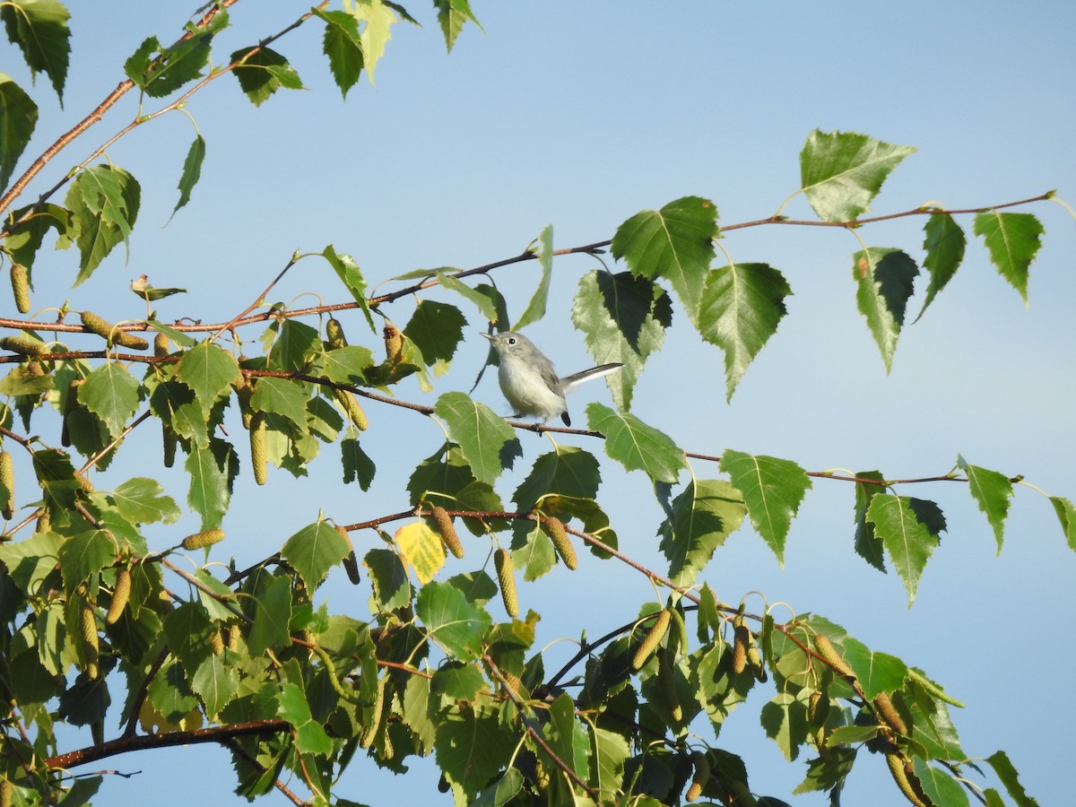 Blue-gray Gnatcatcher - ML479475351