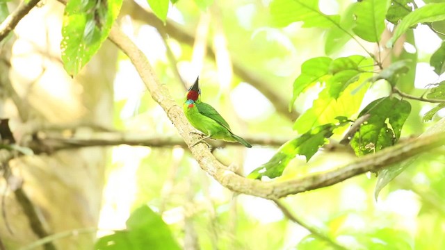 Kırmızı Boğazlı Barbet - ML479476