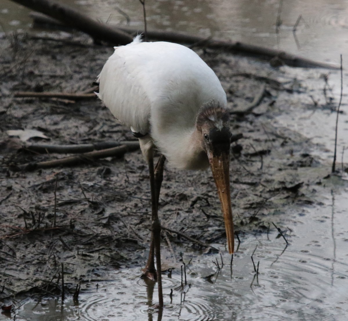 Wood Stork - ML479476001