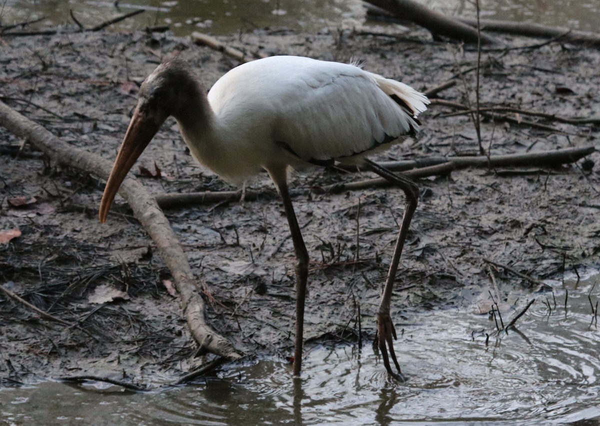Wood Stork - ML479476021