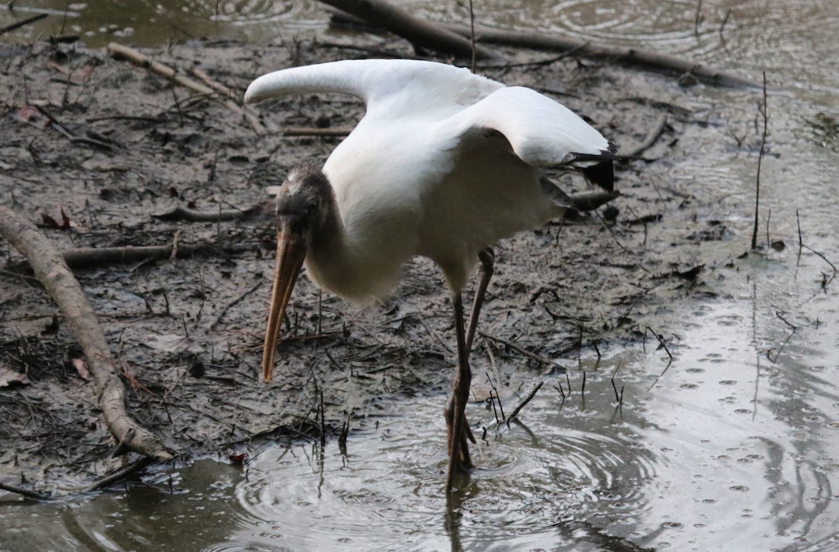 Wood Stork - ML479476031