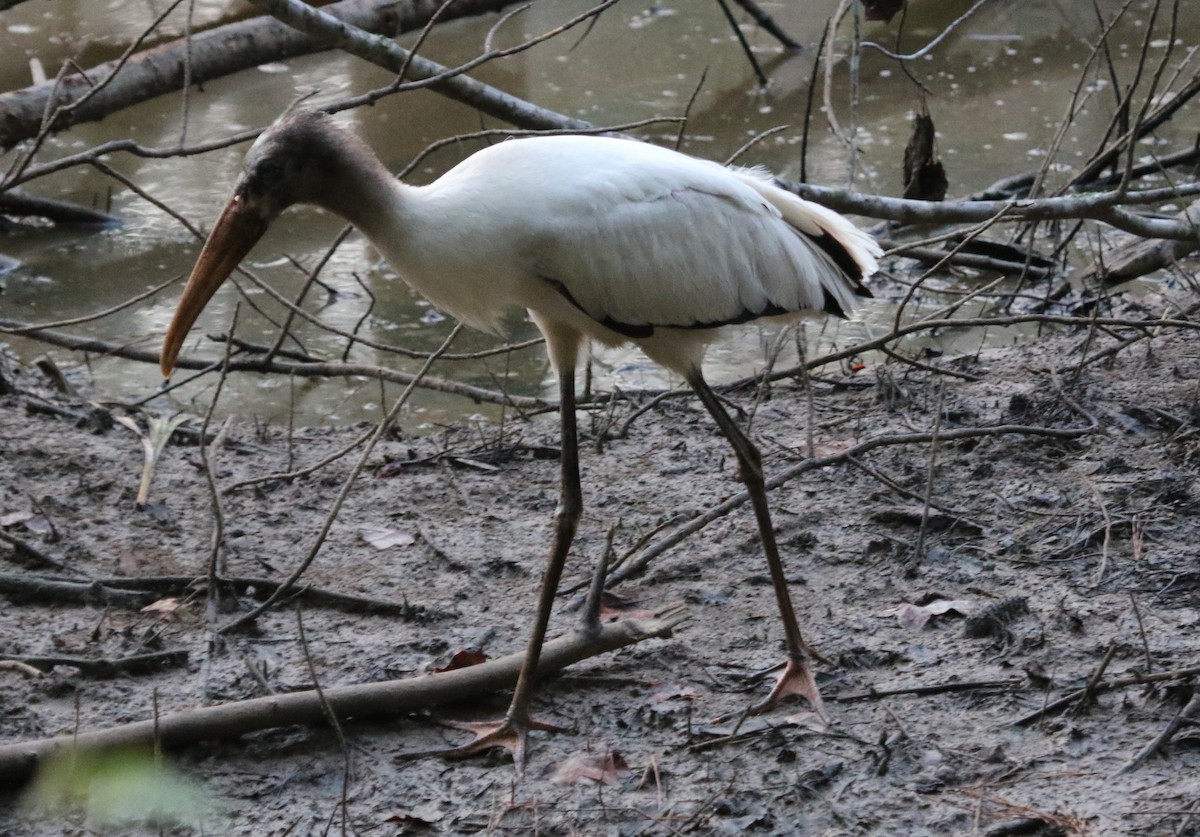 Wood Stork - ML479476041