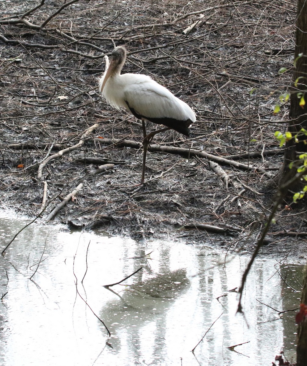 Wood Stork - ML479476061