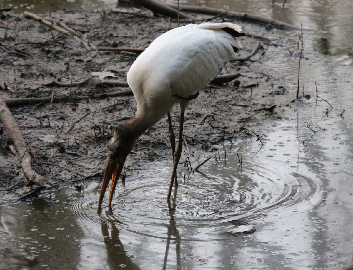 Wood Stork - ML479476081