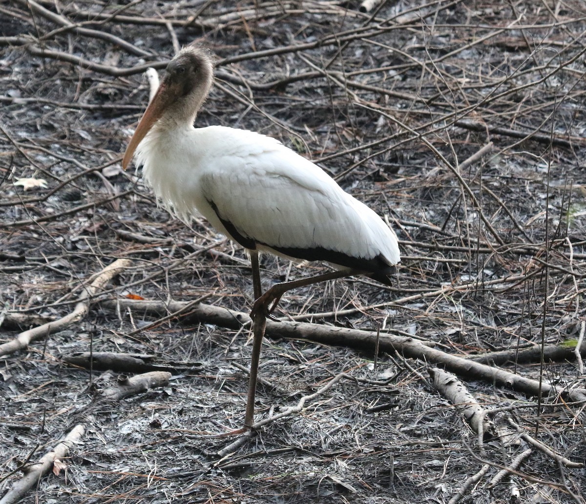 Wood Stork - ML479476091