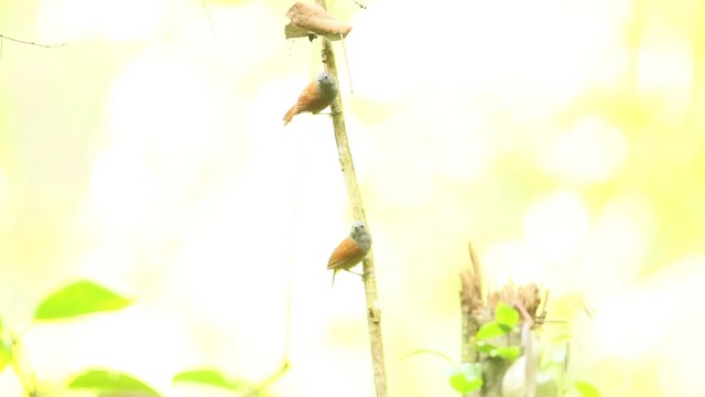 Gray-hooded Babbler - ML479477