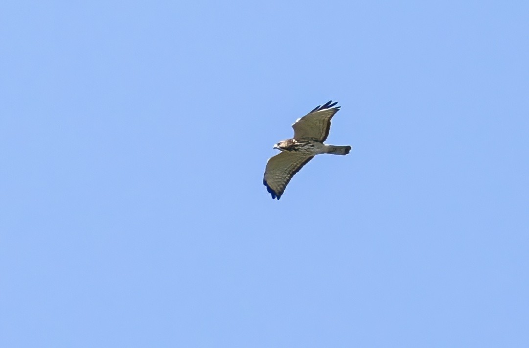 Broad-winged Hawk - ML479477331