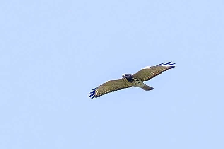Broad-winged Hawk - ML479477351