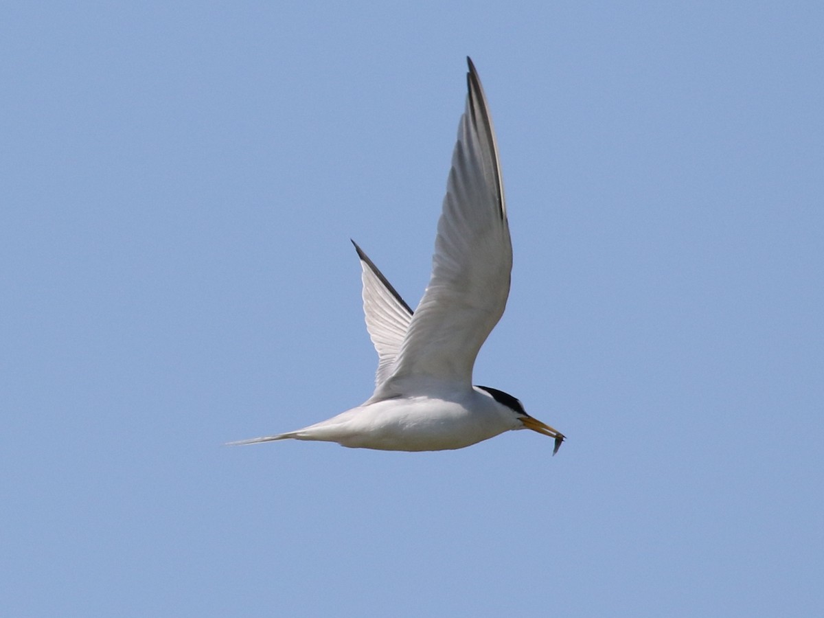 Least Tern - ML479477901