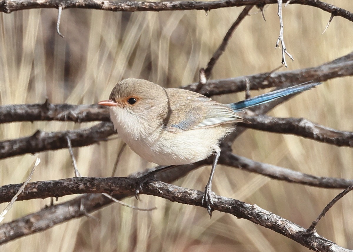 Splendid Fairywren - ML479478391