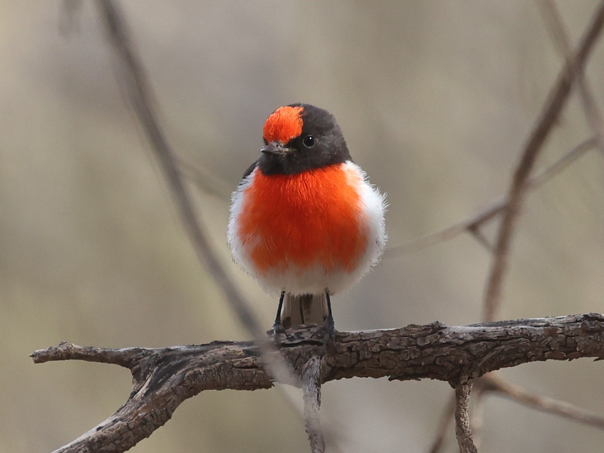 Red-capped Robin - ML479478421